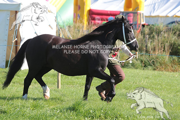 MHH_4309