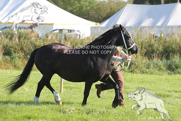MHH_4312