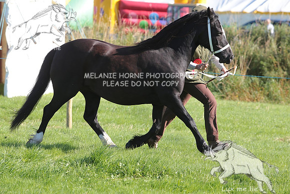 MHH_4310