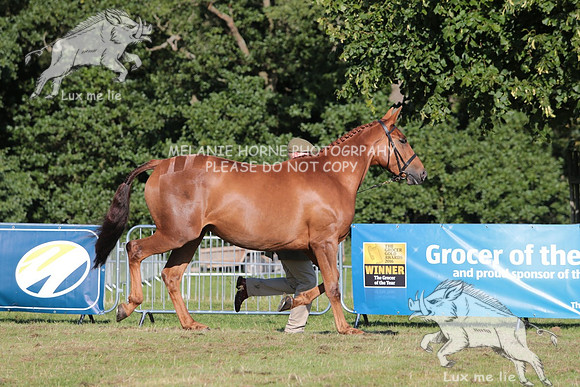 MHH_7619