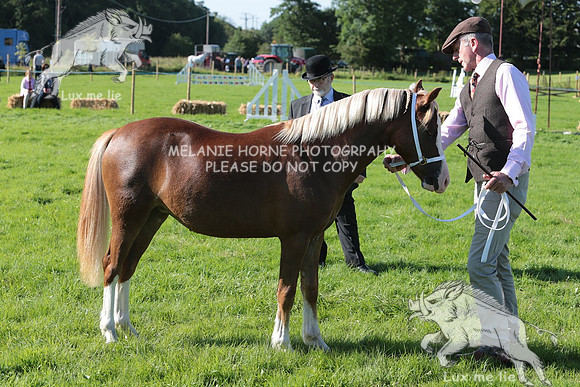 MHH_4433